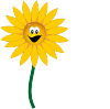 :Sunflower: